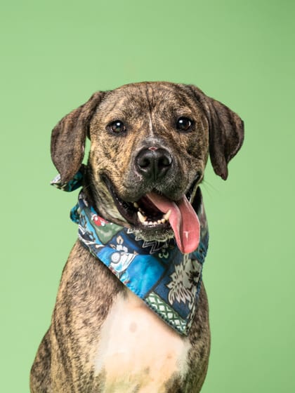 Photo of Coolio, adoptable dog in Atlanta, Georgia