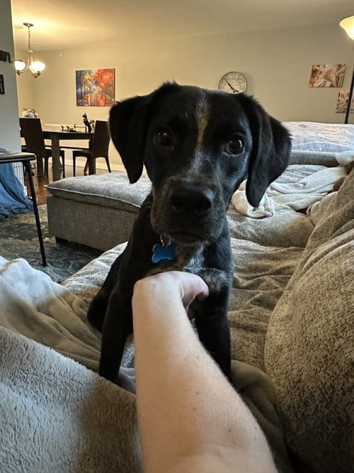 Photo of Larry, adoptable Australian Cattle Dog/Blue Heeler in Plainfield, Illinois