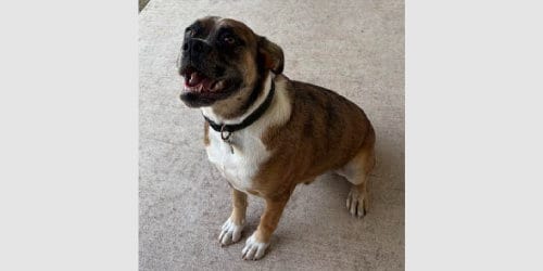 Photo of Big Bend - ABR Return, adoptable Boxer in Austin, Texas