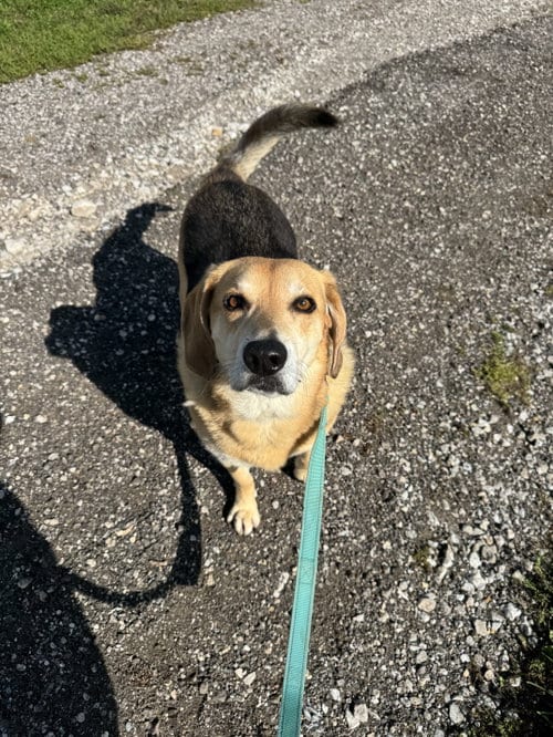 Photo of Hunter (Bonded with Jack), adoptable Beagle in Williamsburg, Iowa