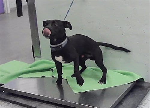 Photo of Kamu, adoptable Staffordshire Bull Terrier in Houston, Texas