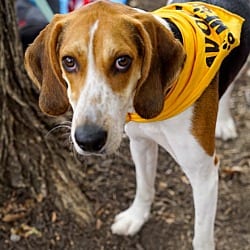 Photo of Waylon, adoptable Hound (Unknown Type) Mixed Breed (Medium) in Washington, District of Columbia