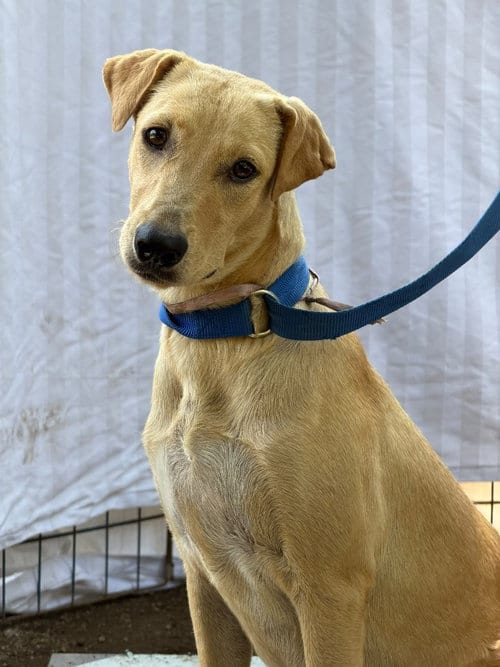 Photo of Chai, adoptable Foxhound in San Diego, California