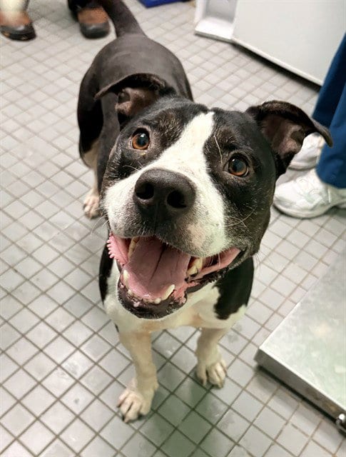 Photo of Tangerine, adoptable Pit Bull Terrier in Killeen, Texas