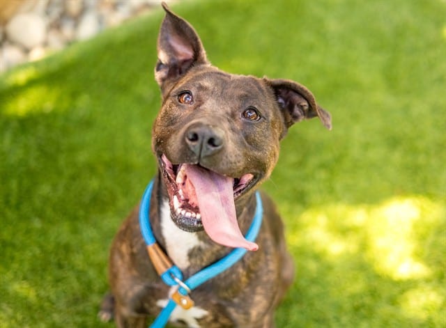 Photo of Diamond, adoptable American Pit Bull Terrier in San José, California