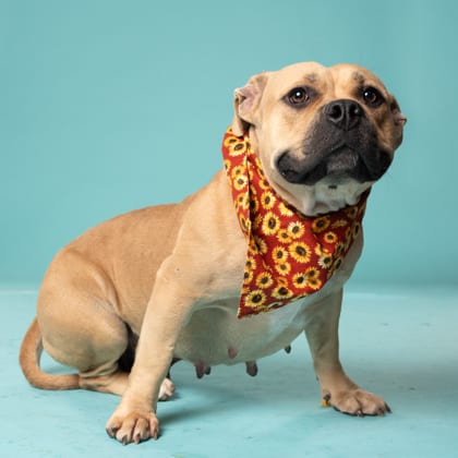 Photo of Lawton, adoptable dog in Atlanta, Georgia