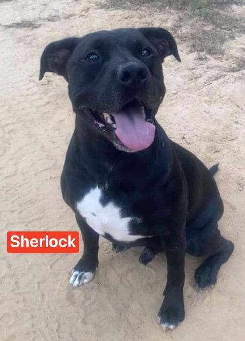 Photo of Sherlock, adoptable Pit Bull Terrier in Ridgefield, Connecticut