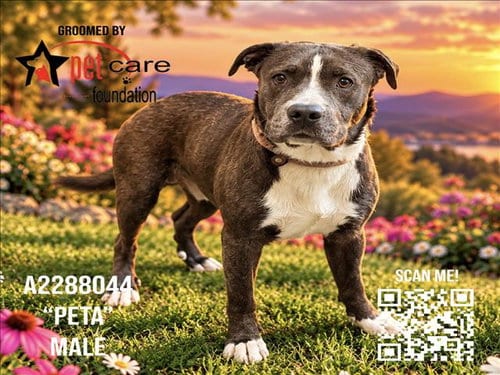 Photo of Peta, adoptable Pit Bull Terrier in Los Angeles, California