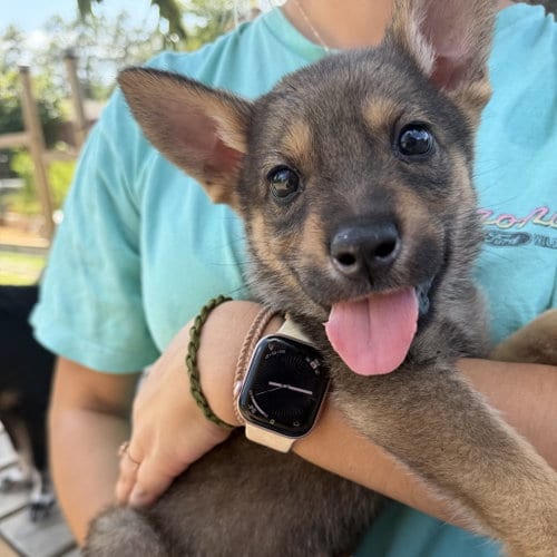 Photo of Fenrys, adoptable German Shepherd Dog in Dallas, Texas