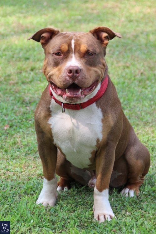 Photo of Rubble, adoptable American Staffordshire Terrier in Lockport, New York