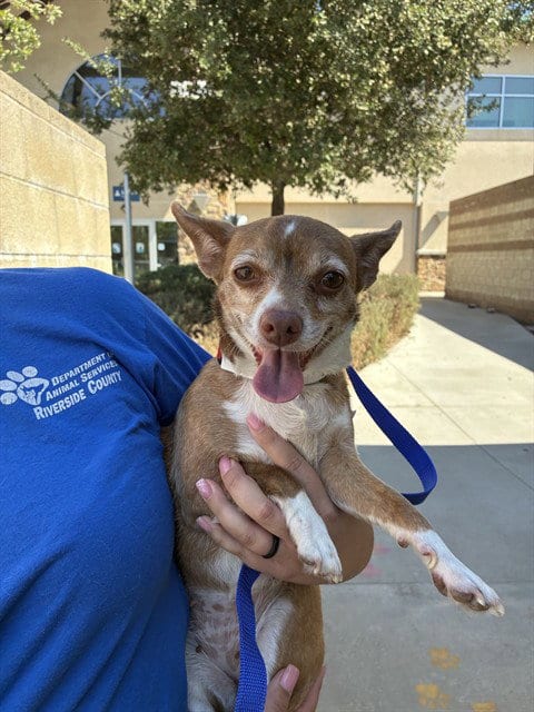 Photo of Jazzy, adoptable Chihuahua in Riverside, California