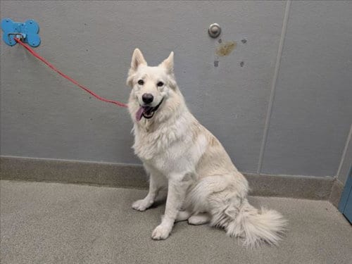 Photo of Justice, adoptable German Shepherd Dog in Las Vegas, Nevada