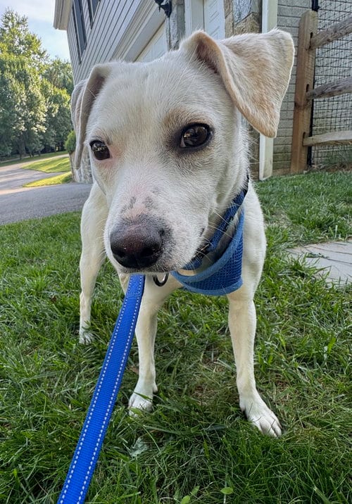 Photo of Pollywog, adoptable Jack Russell Terrier in Greenbelt, Maryland