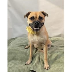 Photo of Maple, adoptable Pug in Jurupa Valley, California