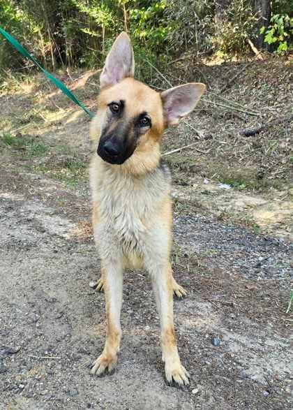 Photo of Nani, adoptable German Shepherd Dog in Montgomery, Alabama