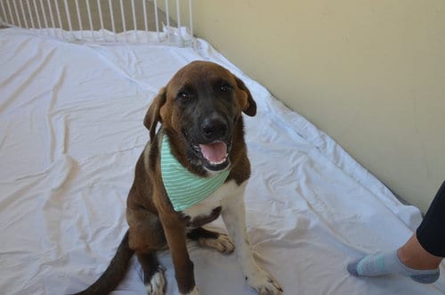 Photo of Clutch, adoptable Great Pyrenees in McKinney, Texas