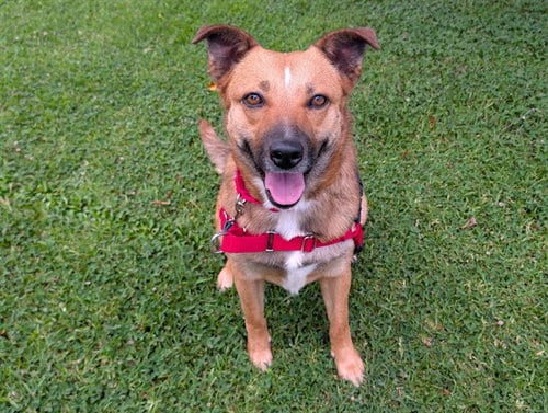 Photo of Marina, adoptable German Shepherd Dog in San Clemente, California