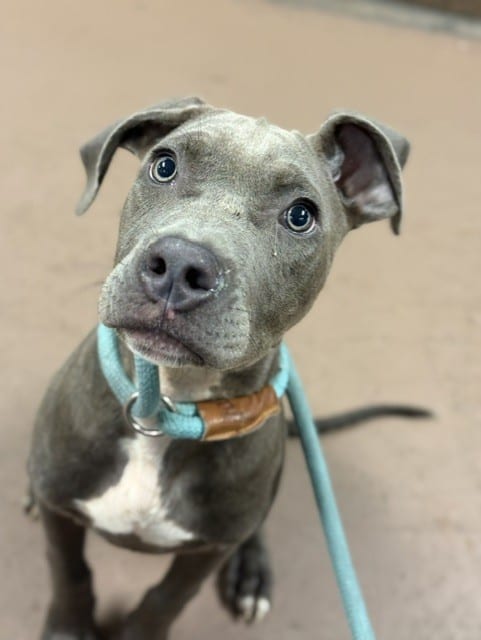Photo of Risley, adoptable American Pit Bull Terrier in Chicago, Illinois