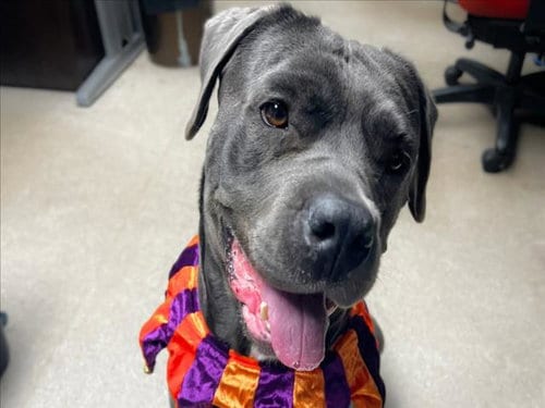 Photo of Luna, adoptable Cane Corso Mastiff in Fort Collins, Colorado