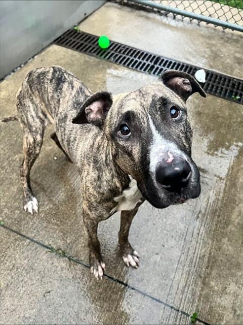 Photo of Eldridge, adoptable American Pit Bull Terrier mix in Chicago, Illinois