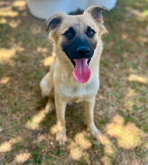 Photo of Blaze, adoptable Terrier in Riverside, California