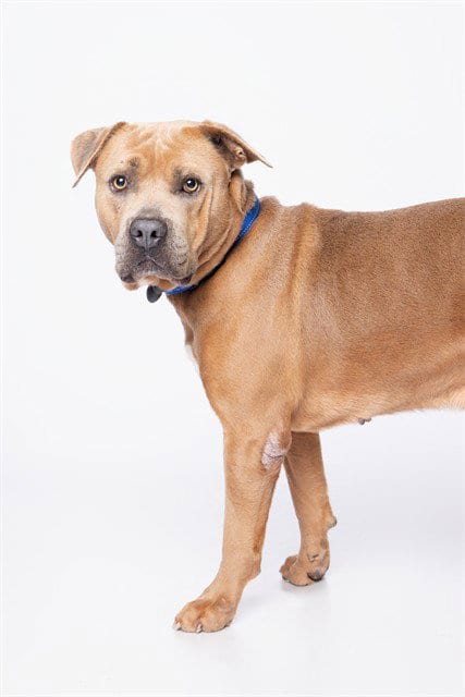 Photo of Bool, adoptable American Bulldog in Miami, Florida