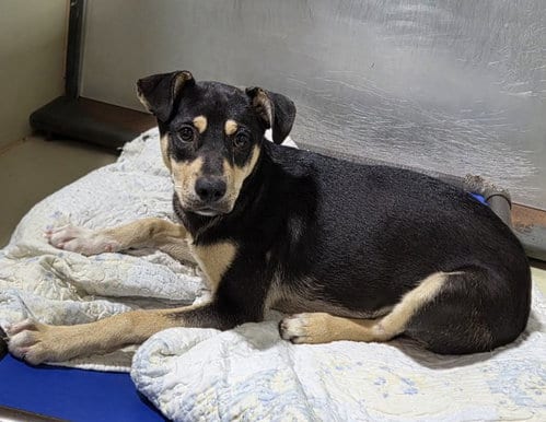 Photo of Comet, adoptable Australian Shepherd in Bakersfield, California