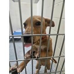 Photo of Mars Bar, adoptable Mixed Breed (Medium) in Baton Rouge, Louisiana