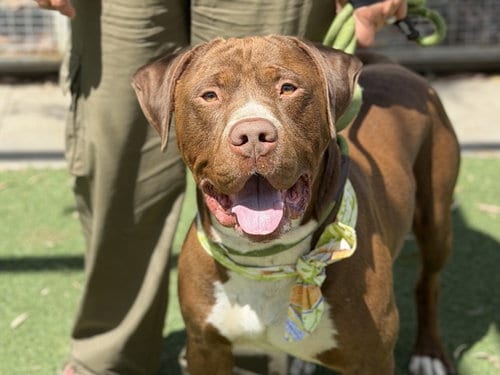 Photo of Redlands, adoptable American Pit Bull Terrier in San Pedro, California