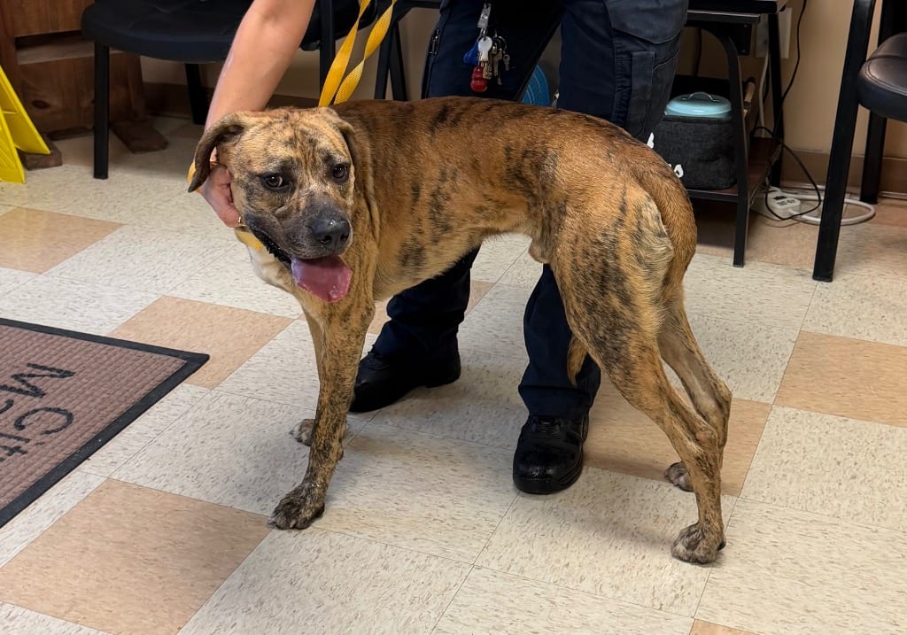 Photo of Nike, adoptable Boxer in Maumelle, Arkansas