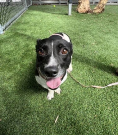 Photo of Oscar, adoptable Chihuahua in Los Angeles, California