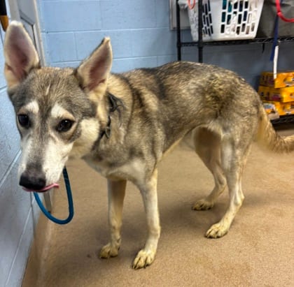 Photo of Tindra, adoptable dog in Chamblee, Georgia