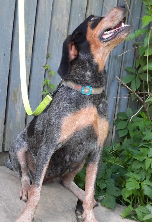 Photo of Cher, adoptable Bluetick Coonhound in Stockport, Ohio