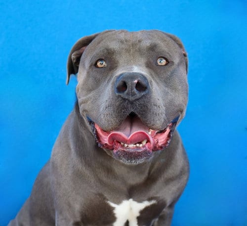 Photo of Pressure, adoptable Pit Bull Terrier in Pasadena, California