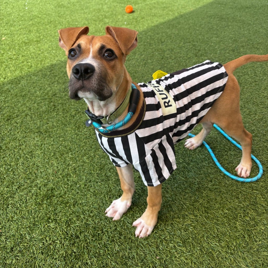 Photo of Sterling, adoptable Mixed Breed (Medium) in Dayton, Ohio