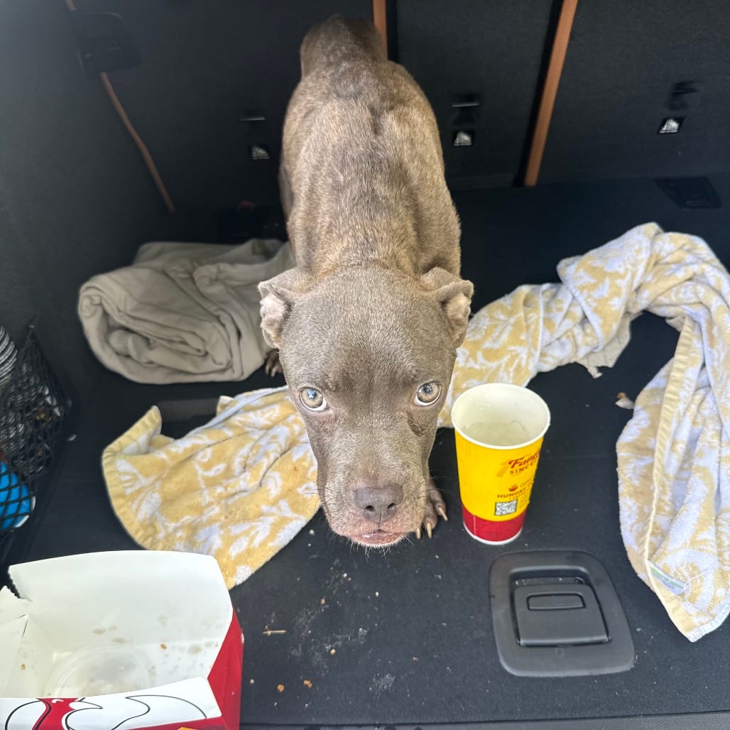 Photo of Margot, adoptable Mixed Breed (Medium) in St. Louis, Missouri