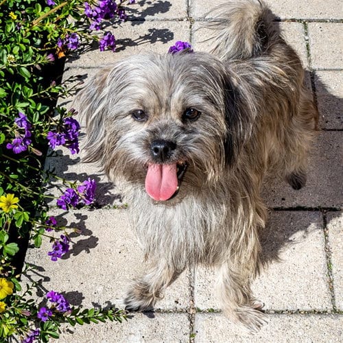 Photo of Frazzle, adoptable Yorkshire Terrier Yorkie in St Louis, Missouri