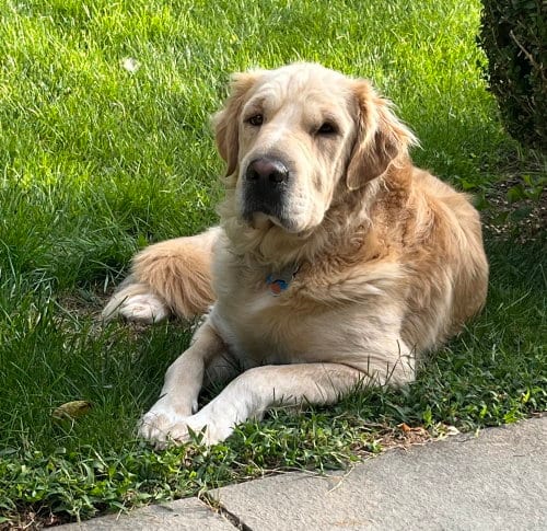 Photo of Kennedy, adoptable Great Pyrenees in Brewster, New York