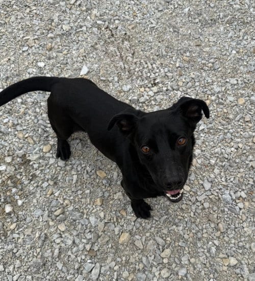 Photo of Bull, adoptable Retriever in Corning, Arkansas