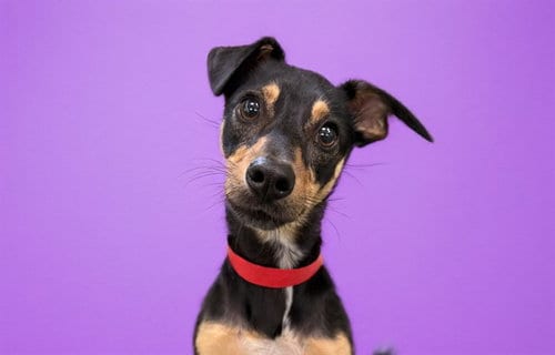 Photo of Maggie, adoptable Manchester Terrier in Ft Lauderdale, Florida