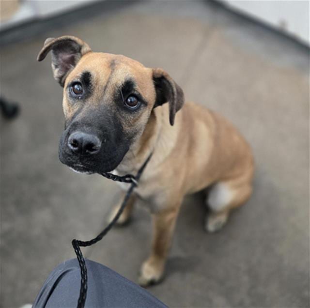 Photo of Chocolate, adoptable Mixed Breed