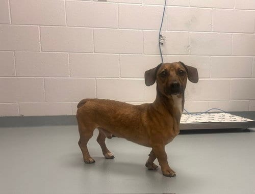 Photo of Febreze, adoptable Dachshund in St. Cloud, Florida
