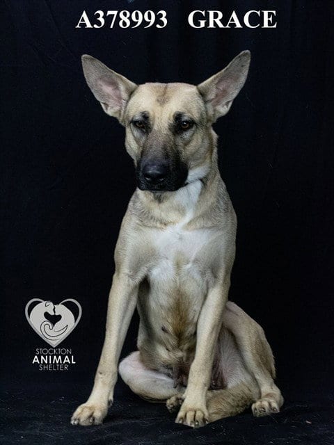 Photo of Grace, adoptable German Shepherd Dog in Stockton, California
