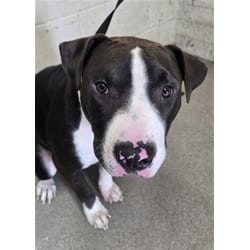 Photo of Sushi, adoptable American Pit Bull Terrier in San Bernardino, California