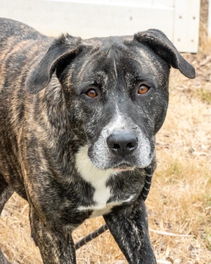 Photo of Brees, adoptable dog in Chamblee, Georgia