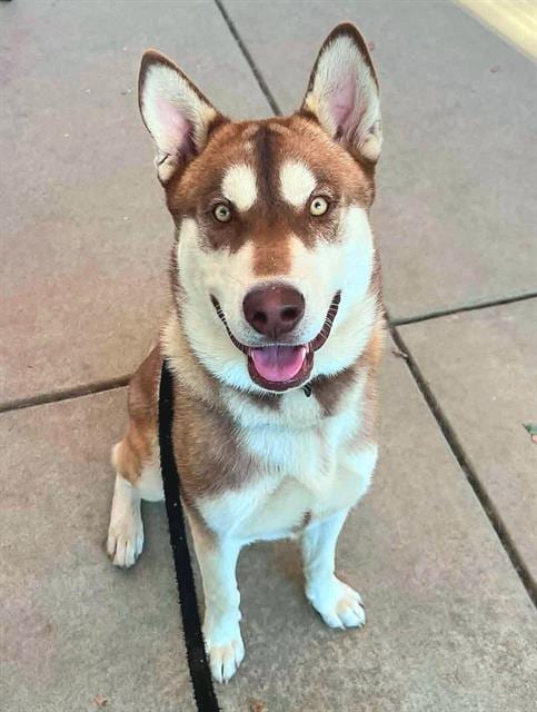 Photo of Franklin, adoptable Siberian Husky in Sacramento, California
