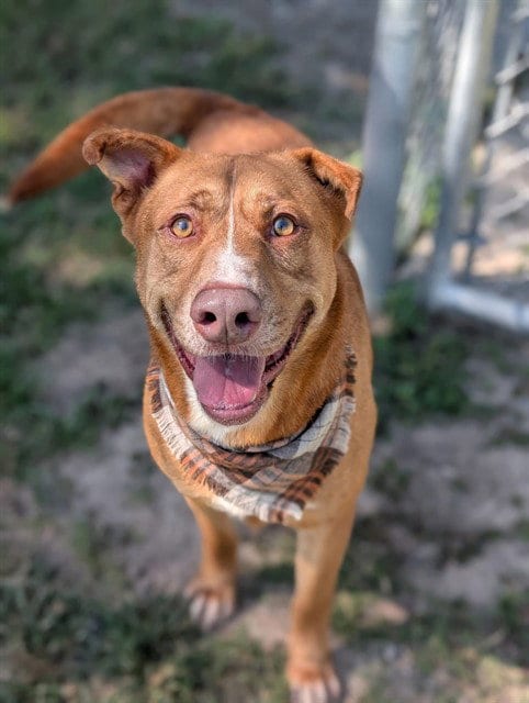 Photo of Beck, adoptable Labrador Retriever in Conroe, Texas