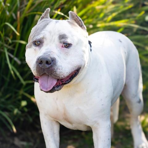 Photo of Bronx, adoptable Pit Bull Terrier in Camarillo, California