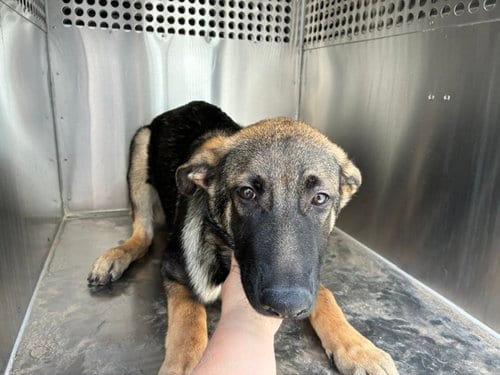 Photo of Linny, adoptable German Shepherd Dog in Mesa, Arizona