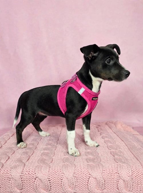 Photo of Zoey, adoptable Dachshund in Newark, Delaware